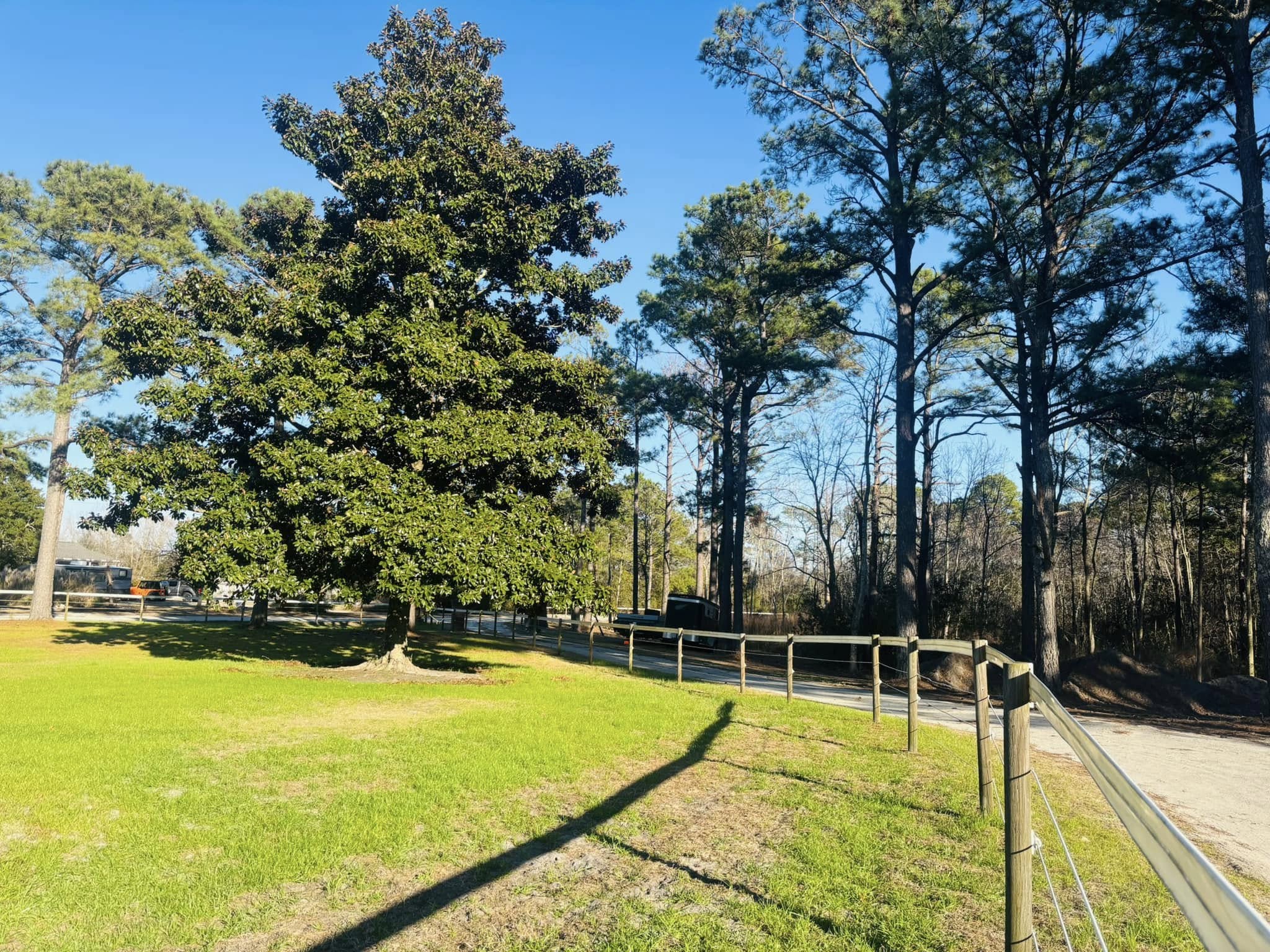 Field with fence and large tree