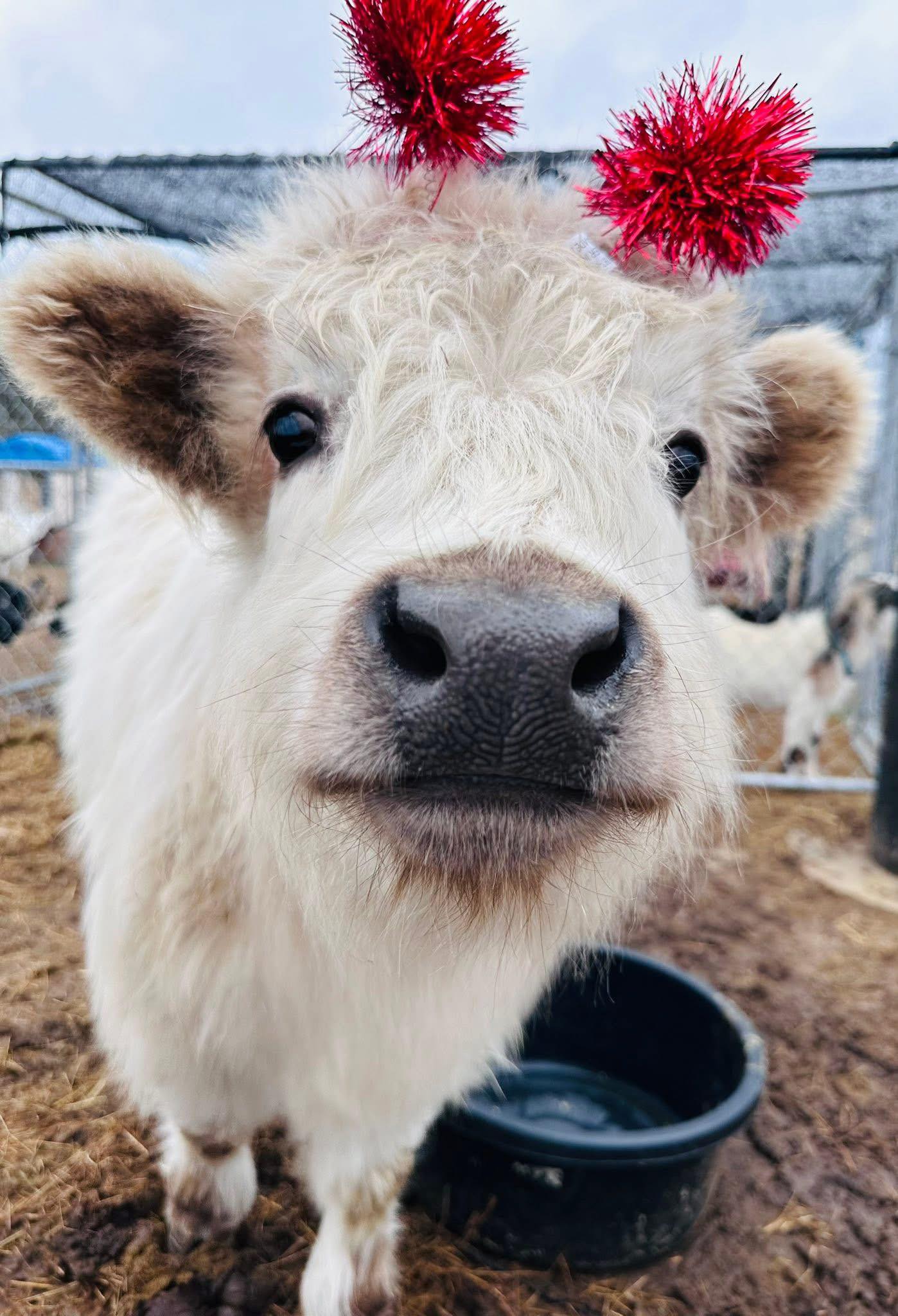 Fluffy cow close-up
