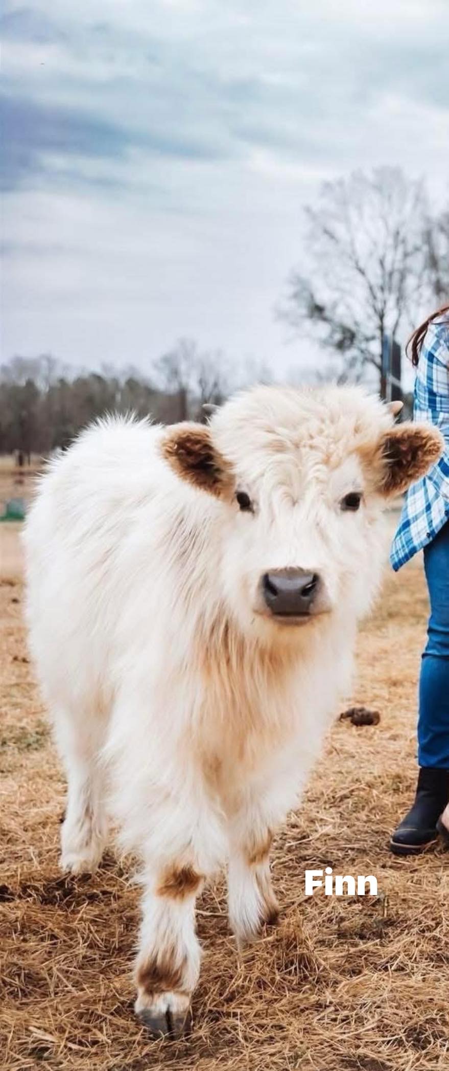 White Highland calf named Finn