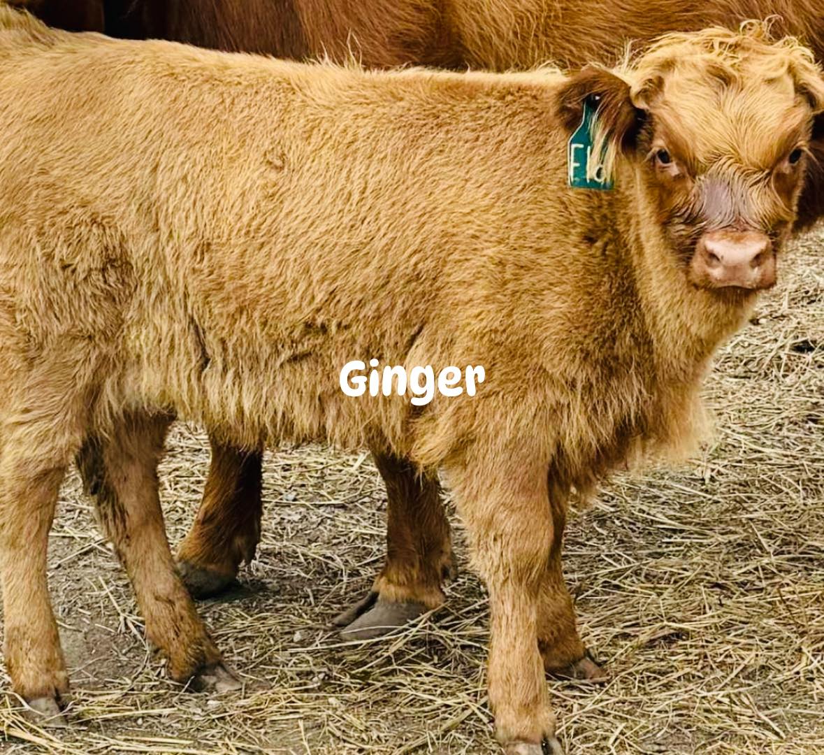 Brown Highland calf named Ginger