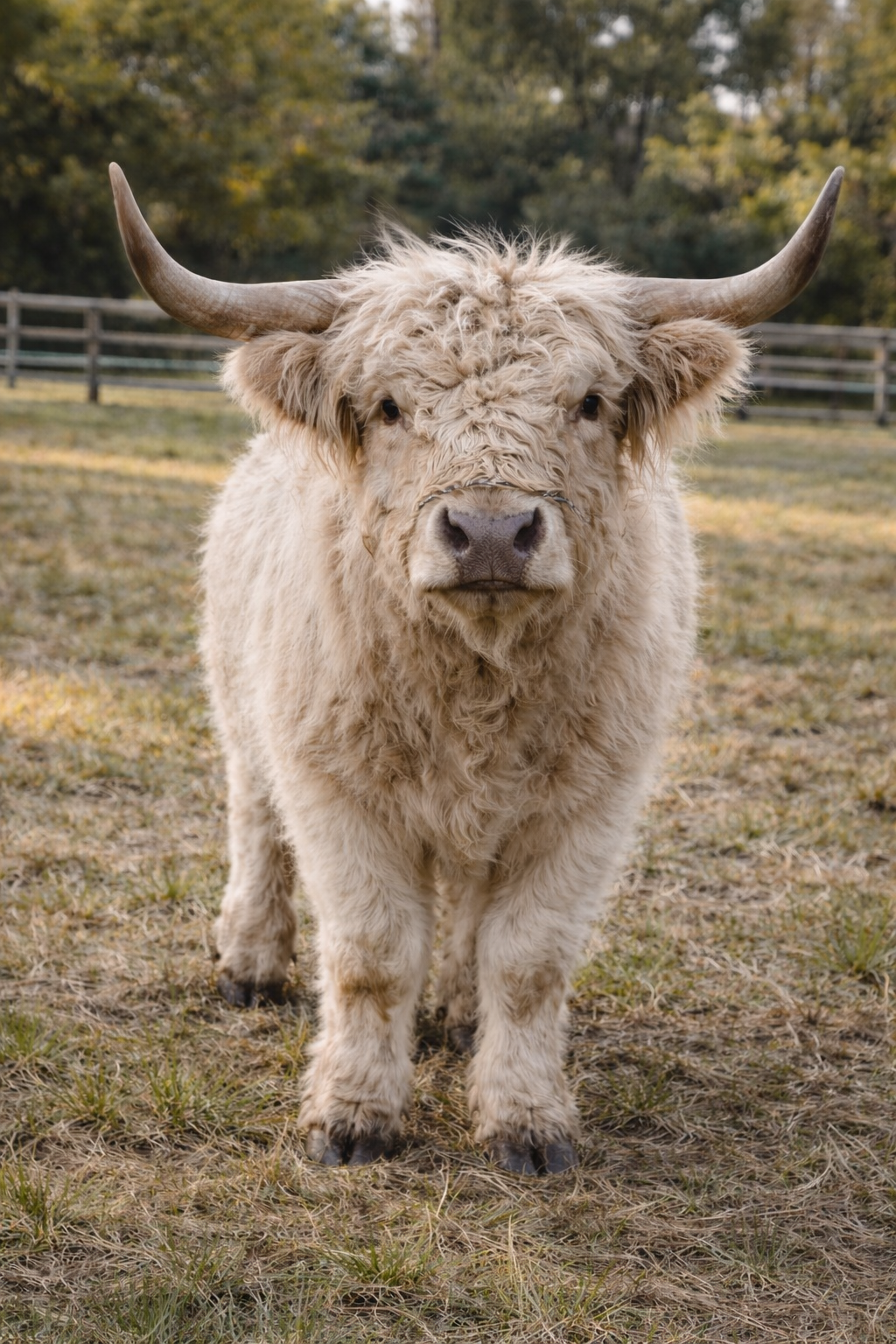 Brown calf named Ginger