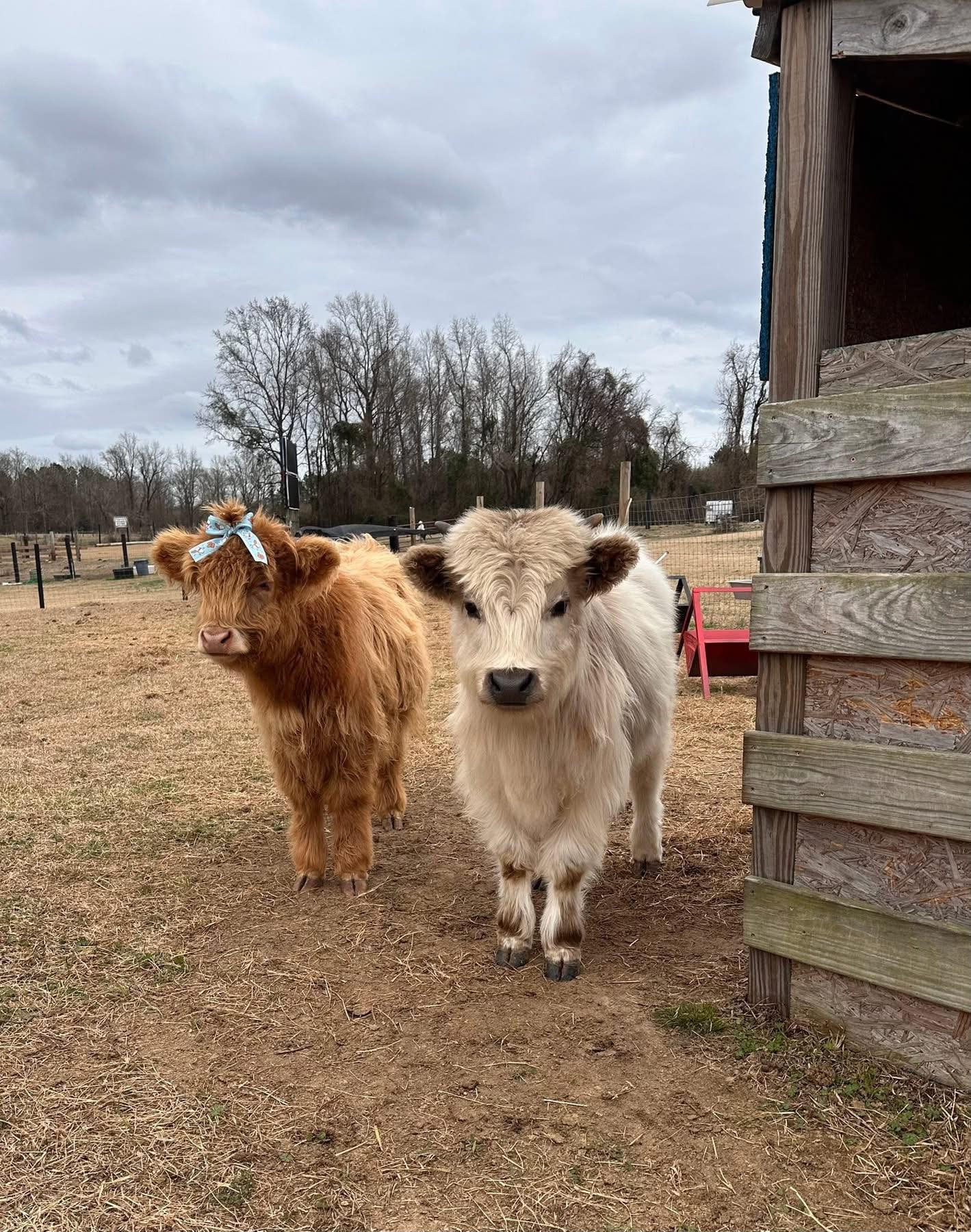 Two fluffy cows