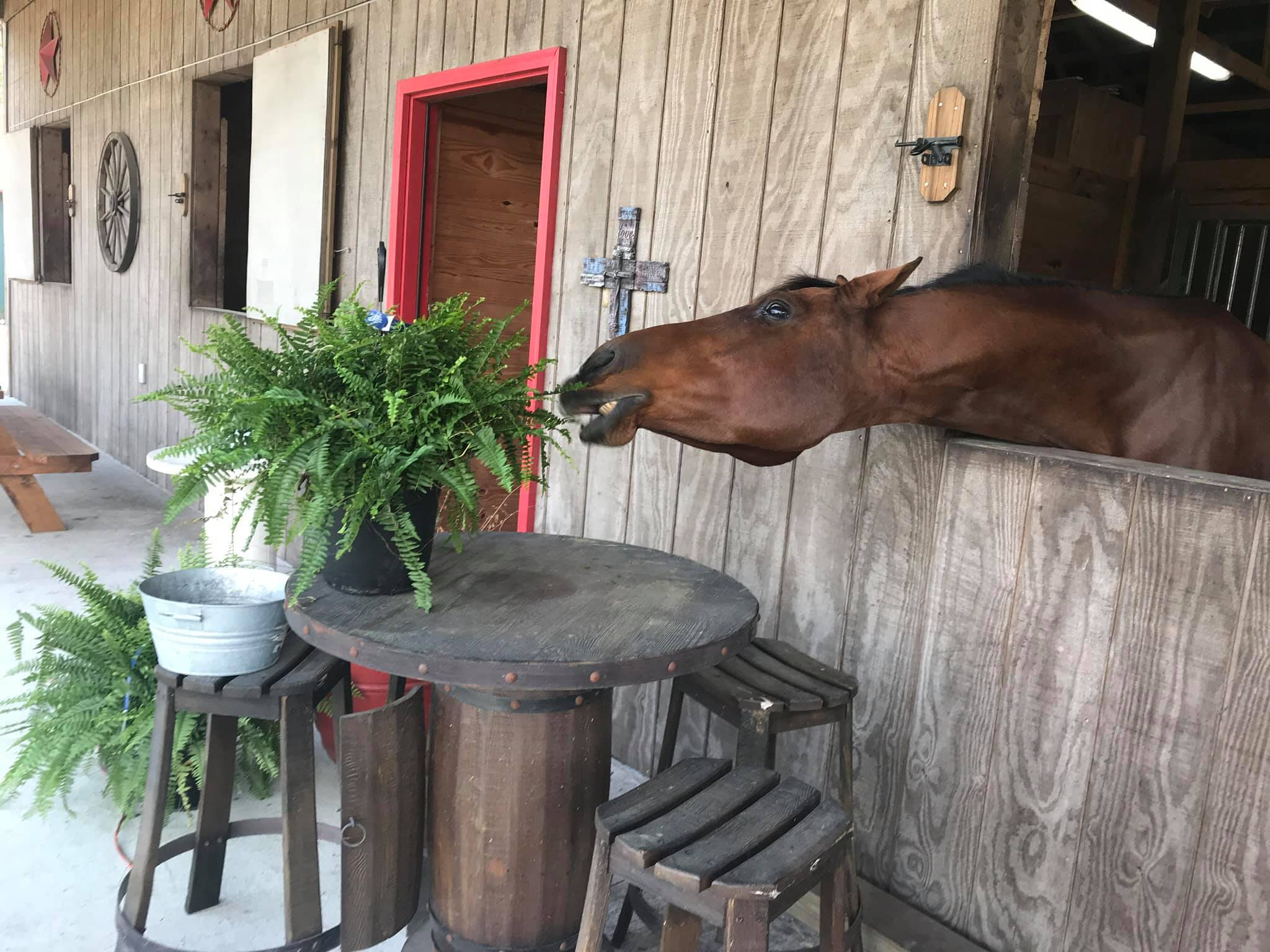 Horse nibbling a fern on a table