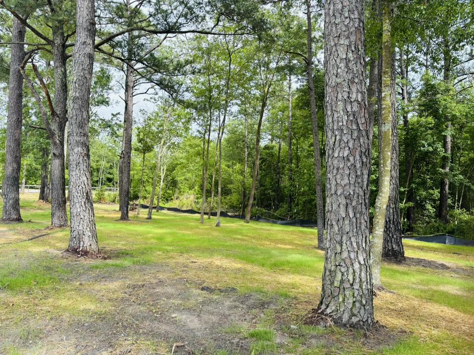 Open pasture with trees and fence line