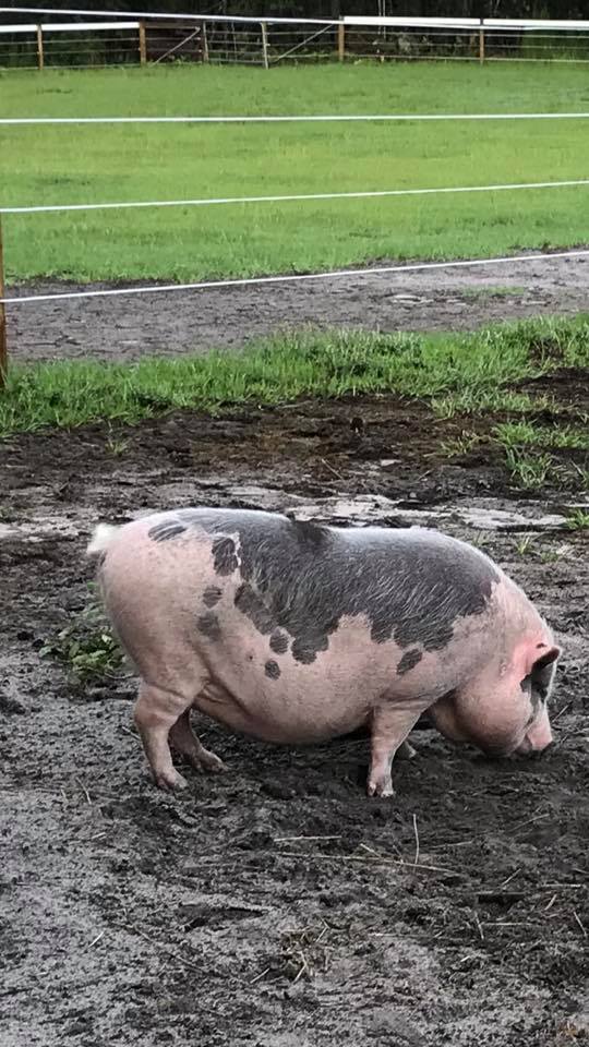 Pig in pasture