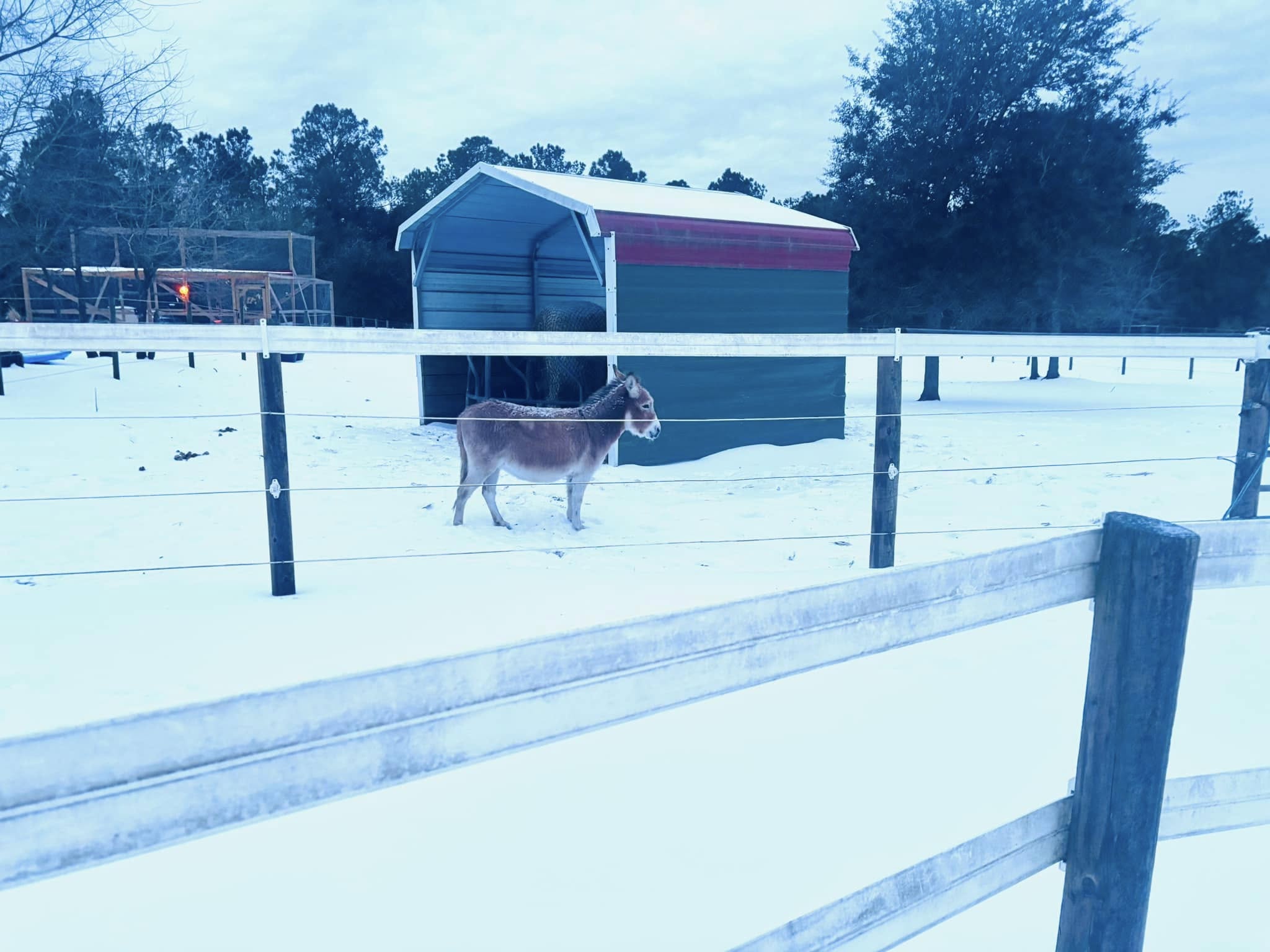 Donkey in snow