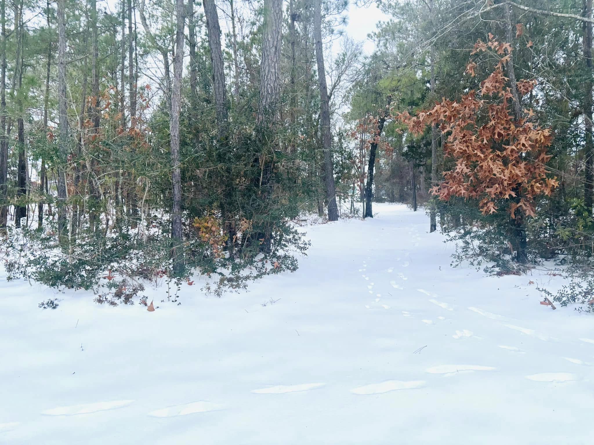 Snowy woods trail