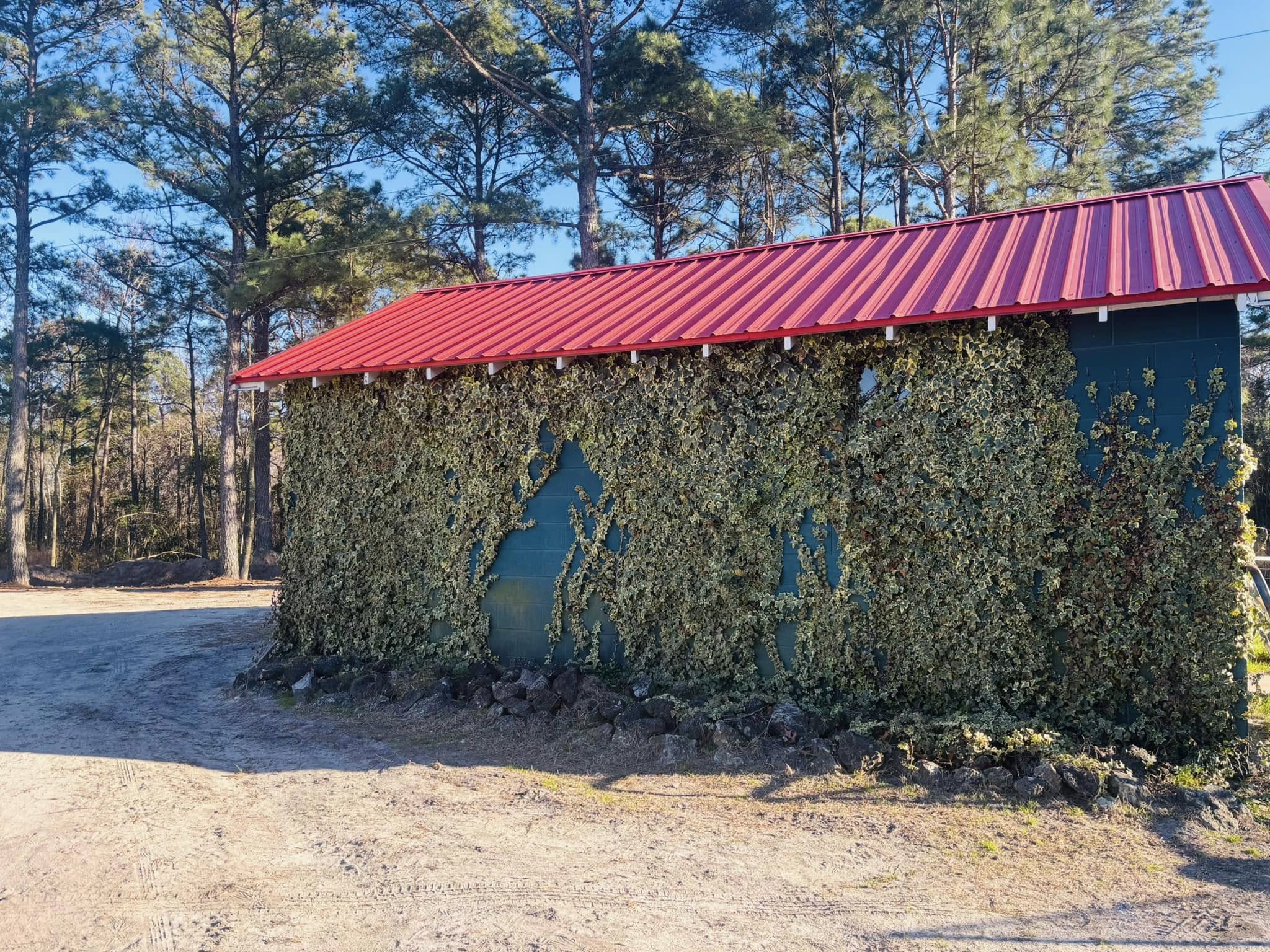 Ivy shed with red roof