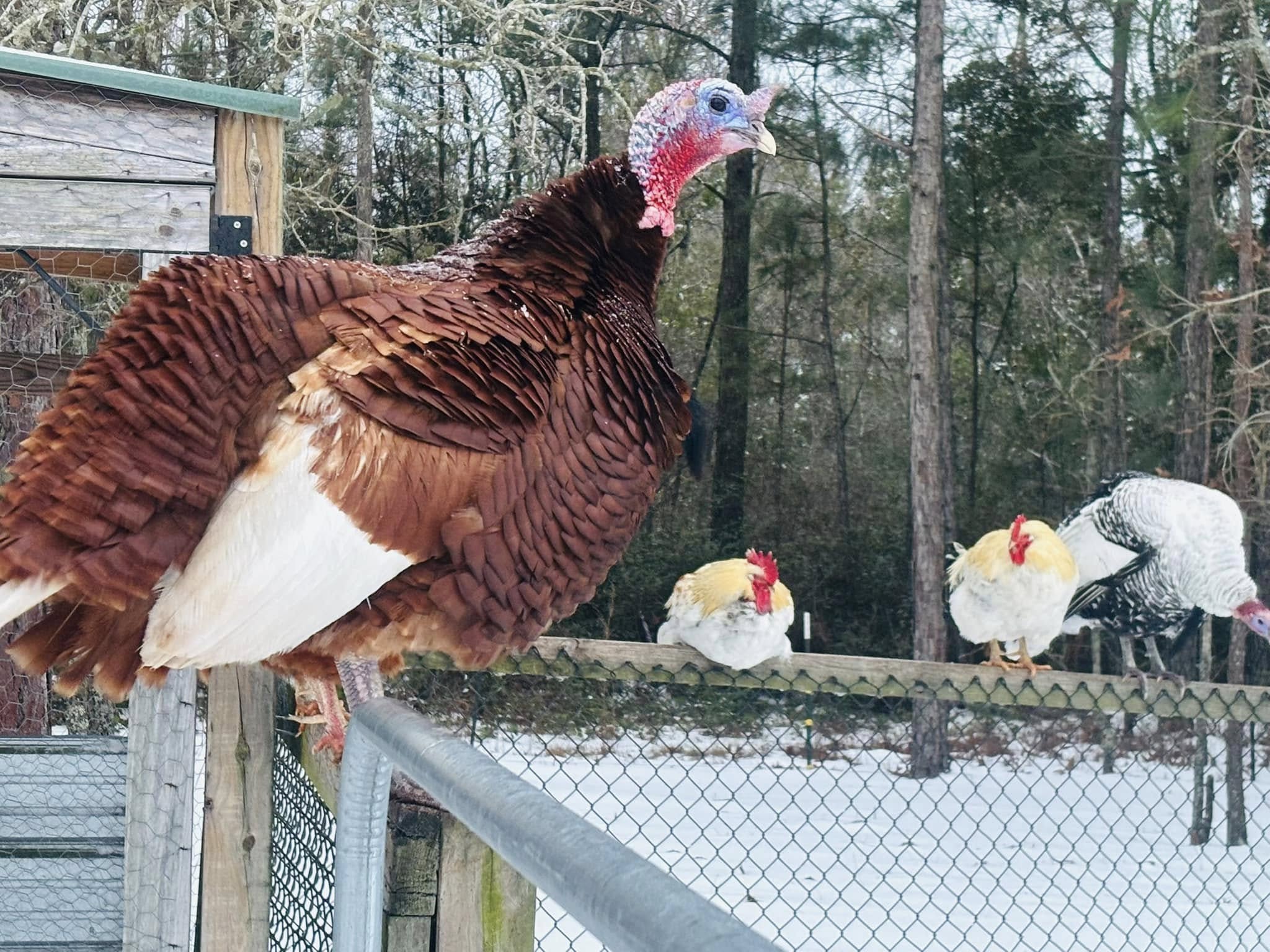 Turkey and chickens on fence